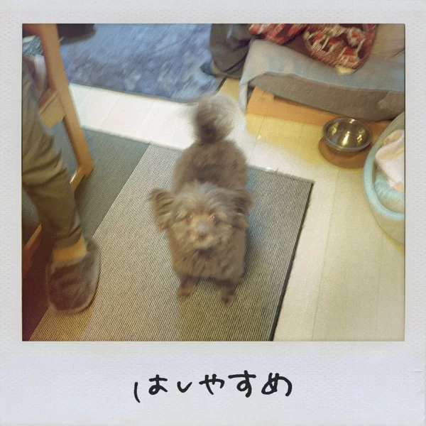 はしやすめのジャケット